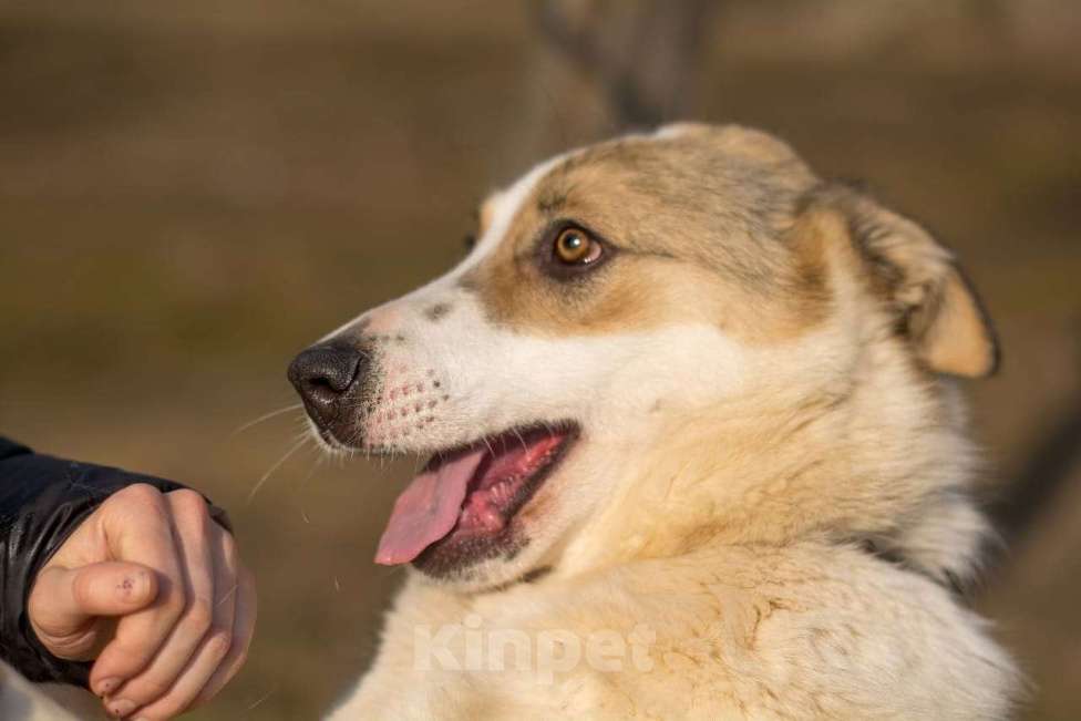 Собаки в Москве: Белая ласковая собачка Зайка в добрые руки Девочка, Бесплатно - фото 2