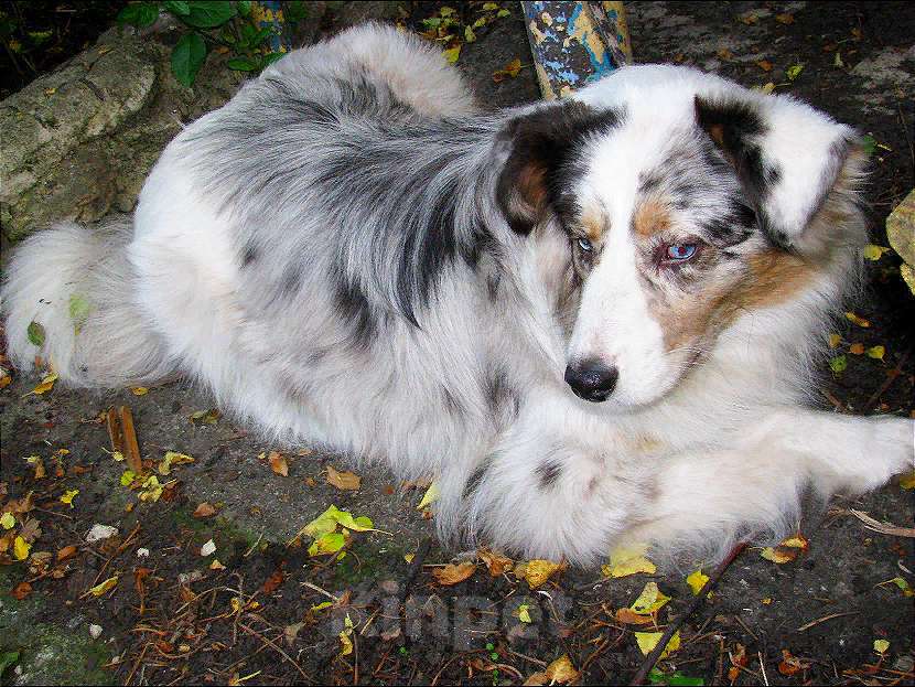 Собаки в Москве: Красивый кобелёк Австралийской овчарки Мальчик, 50 000 руб. - фото 4