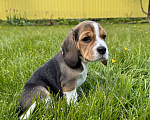 Собаки в Ступино: Элитный щенок Бигль (Годсенд VIP) Девочка, 60 000 руб. - фото 4