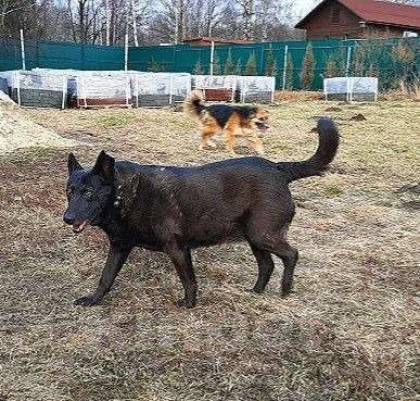 Собаки в Москве: На улице не выживет! Нужна ветпомощь! Девочка, Бесплатно - фото 2