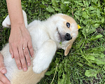 Собаки в Ульяновске: Очаровательная малышка ищет любящую семью! 🐾 Девочка, Бесплатно - фото 2