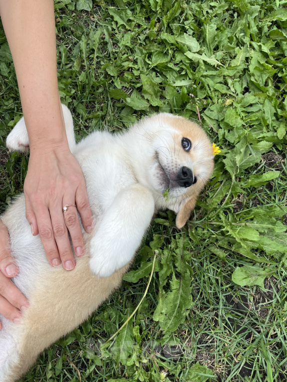 Собаки в Ульяновске: Очаровательная малышка ищет любящую семью! 🐾 Девочка, Бесплатно - фото 2