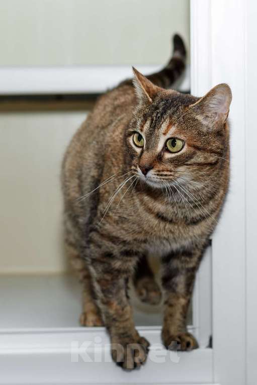 Кошки в Москве: Кому счастье в дом? Девочка, Бесплатно - фото 4