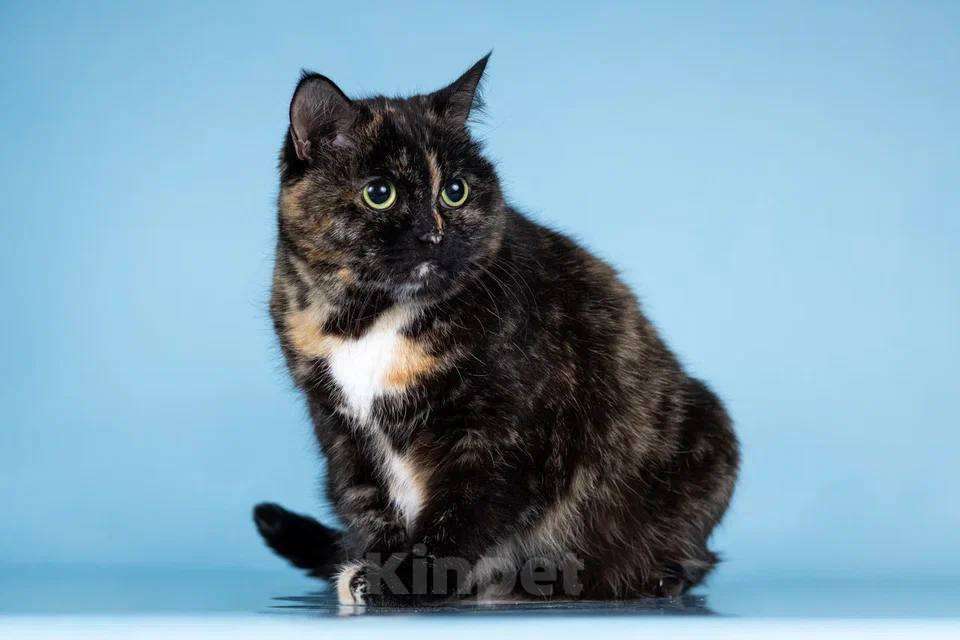 Кошки в Москве: Стелла – кошка, которая не потеряла веру в людей! Девочка, Бесплатно - фото 3