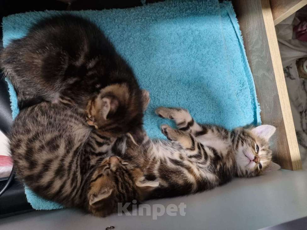 Кошки в других городах Московской области: Котята от шотландской кошки отец неизвестен  Девочка, Бесплатно - фото 6