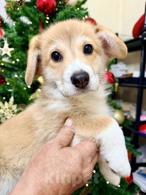 Собаки в Краснодаре: Щенки Вельш-корги Пемброк Мальчик, 55 000 руб. - фото 6