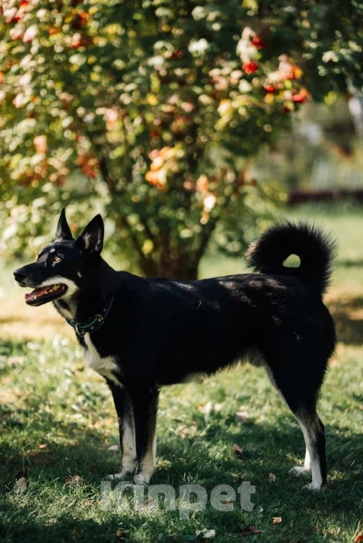 Собаки в других городах Московской области: Джек якутенок Мальчик, Бесплатно - фото 9
