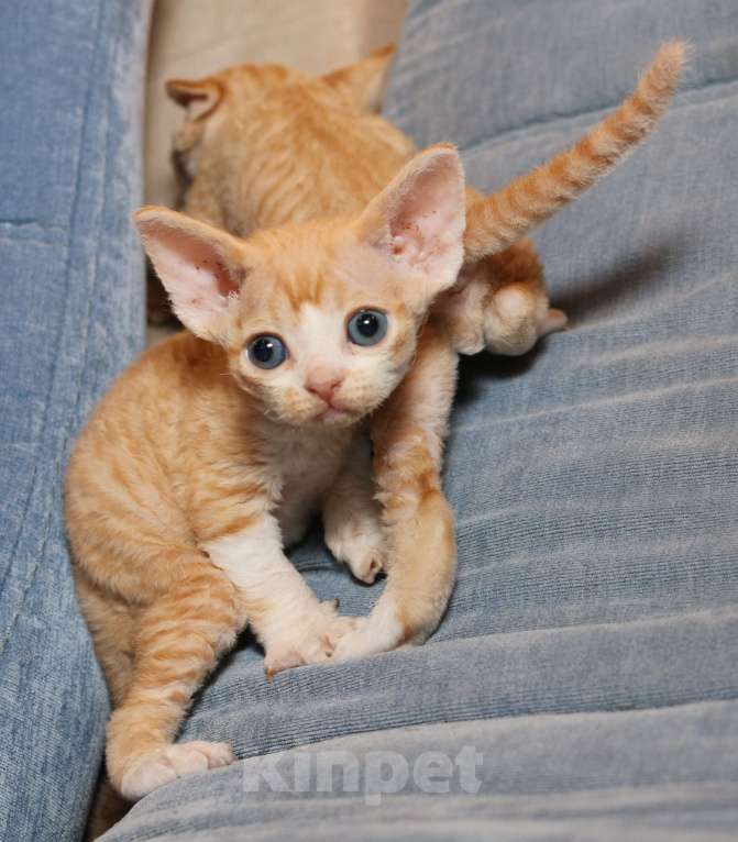 Кошки в Санкт-Петербурге: Девон рекс Мальчик, 50 000 руб. - фото 5