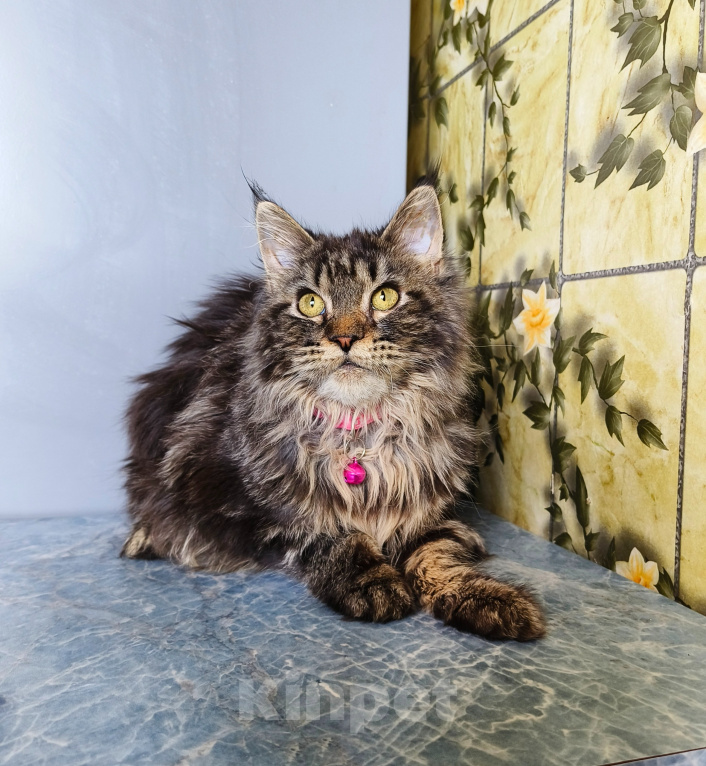 Кошки в Москве: Котёнок Мейн-кун Девочка Девочка, 45 000 руб. - фото 6