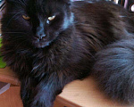 Кошки в Колпашево: Котята Мейн-кун, 8 000 руб. - фото 4
