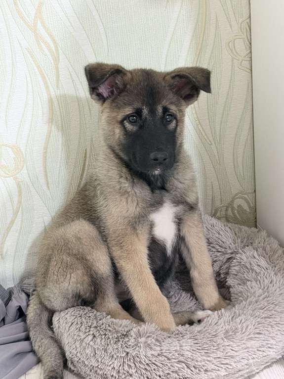 Собаки в Перми: американская акита, щенок Девочка, 5 000 руб. - фото 2