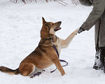 Собаки в Москве: Лисичка Цири ищет дом, 3 года  Девочка, Бесплатно - фото 2