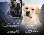 Собаки в Кирове: щенки лабрадора ретривера Мальчик, 40 000 руб. - фото 1