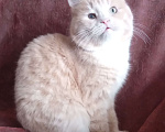Кошки в Москве: Кремовый шотландский котик Мальчик, Бесплатно - фото 4