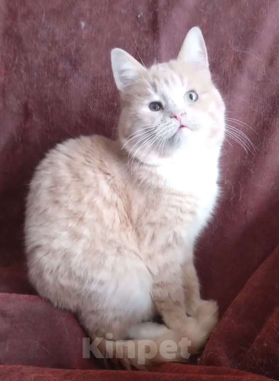 Кошки в Москве: Кремовый шотландский котик Мальчик, Бесплатно - фото 4