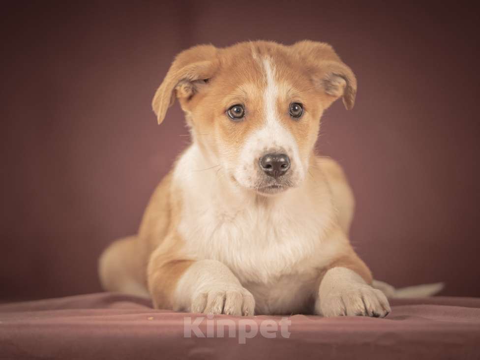 Собаки в Клине: Амиго — общительный и смышлёный парень, который хочет поскорее начать радовать своего человека Мальчик, Бесплатно - фото 6