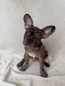 Французский бульдог щенок