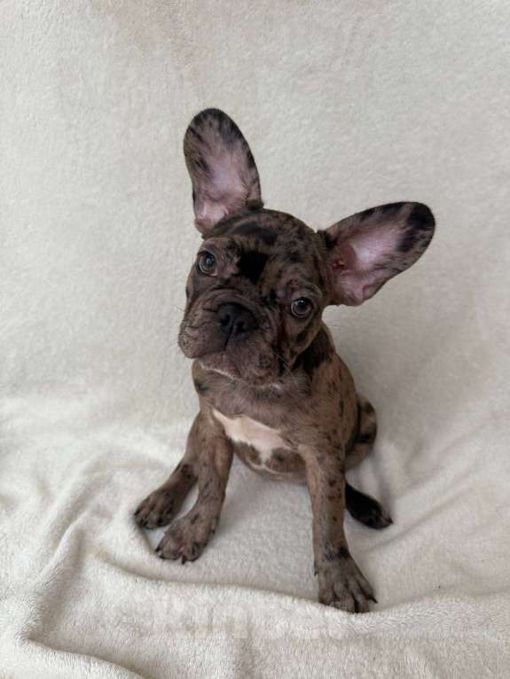 Собаки в Санкт-Петербурге: Французский бульдог щенок Девочка, 40 000 руб. - фото 1