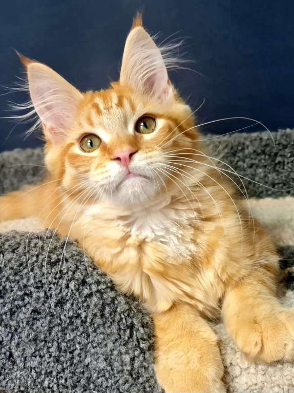 Кошки в других городах Ярославской области: Котенок мейн кун Мальчик, Бесплатно - фото 2