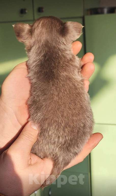 Собаки в Саратове: Красавчик чихуахуа Мальчик, 150 000 руб. - фото 2