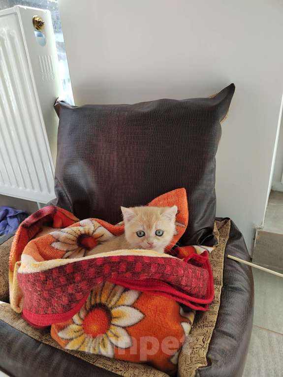 Кошки в Красногорске: Джессика ищет хозяев! Девочка, 1 000 руб. - фото 2