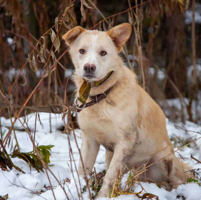 Собаки в Москве: Кремовый щенок Кай ищет свою семью! Мальчик, Бесплатно - фото 3