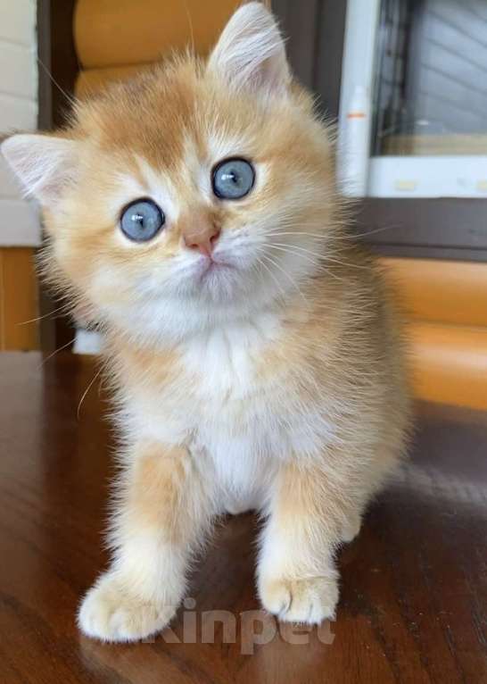 Кошки в Москве: Золотая шиншилла британская девочка Britni Девочка, 45 000 руб. - фото 2