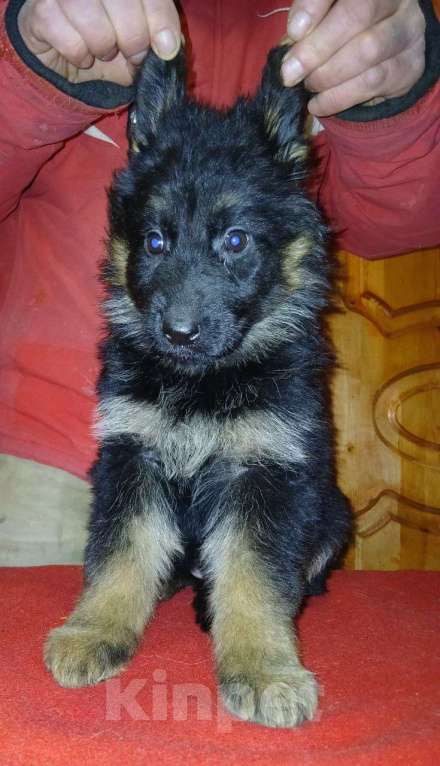 Собаки в Москве: Красотка.. Немка Девочка, 65 000 руб. - фото 2