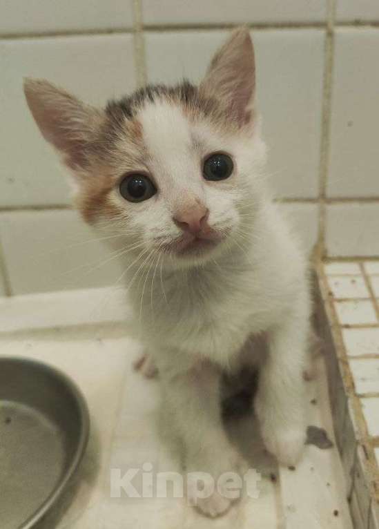 Кошки в Москве: Милейший котенок Хулиганочка ищет дом! Девочка, Бесплатно - фото 2