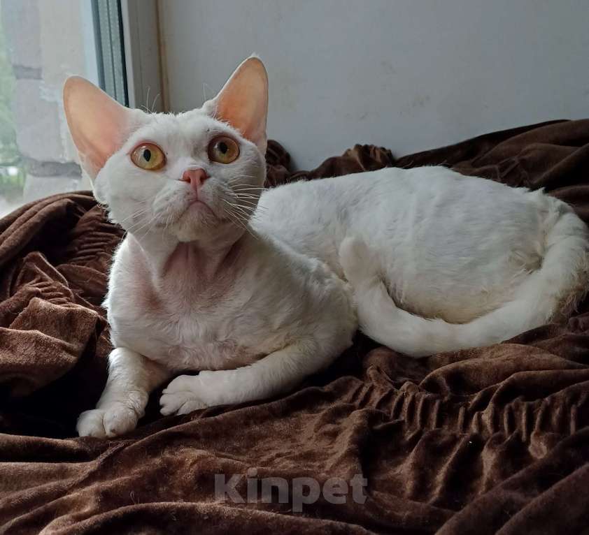 Кошки в Нижнекамске: Котик девон рекс Мальчик, 100 000 руб. - фото 3