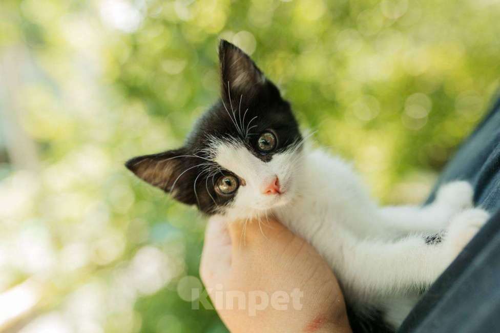 Кошки в Магнитогорске: Две красивые и ласковые сестрички ищут дом!  Девочка, Бесплатно - фото 8