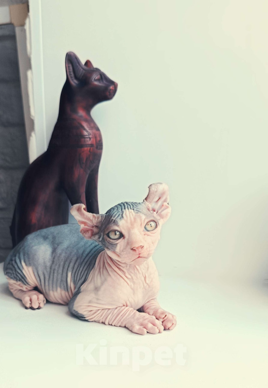 Кошки в Нефтекамске: Шикарные эльфы Мальчик, 38 000 руб. - фото 3