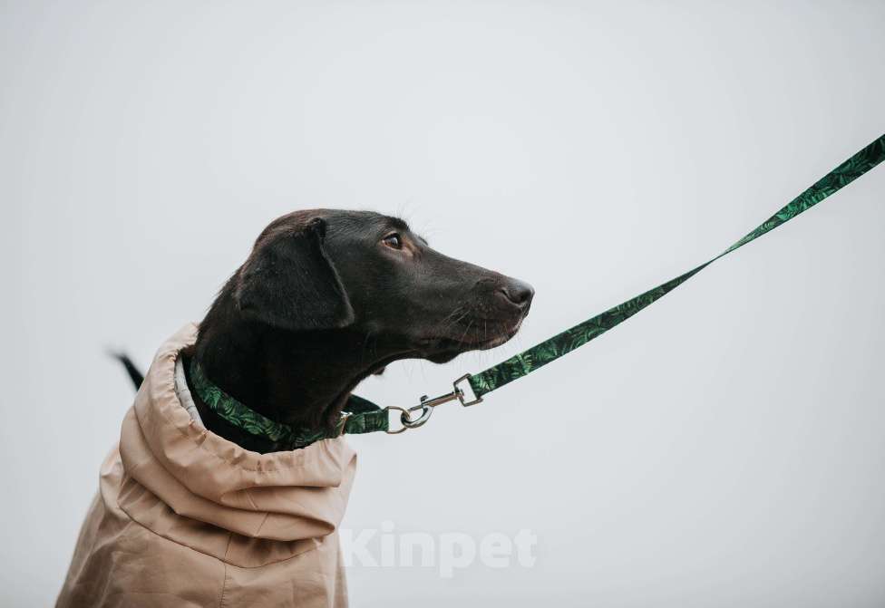 Собаки в Москве: Добрая Нури ищет дом! Метис лабрадора/гончей. Девочка, Бесплатно - фото 1
