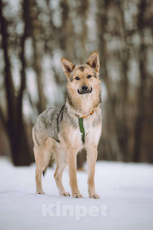 Собаки в Москве: Собака в добрые руки Мальчик, Бесплатно - фото 2