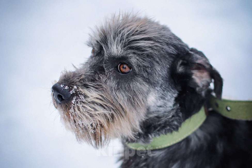 Собаки в Москве: Характер - золото! Метис миттельшнауцера в дар Девочка, Бесплатно - фото 3