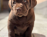 Собаки в Екатеринбурге: Щенки 🐶 лабрадора Разнополые, Бесплатно - фото 2