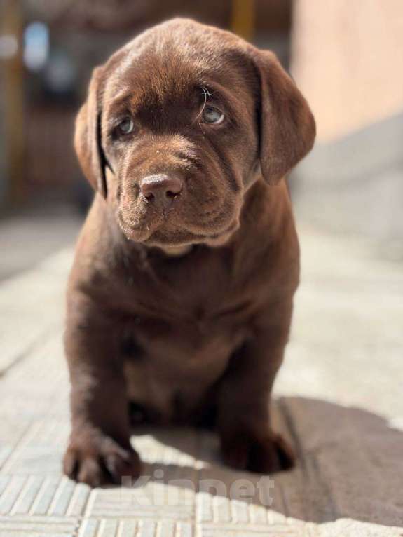 Собаки в Екатеринбурге: Щенки 🐶 лабрадора Разнополые, Бесплатно - фото 2