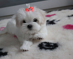 Собаки в Омске: Мальтезе щенок Левгорд Дафна Девочка, 140 000 руб. - фото 3