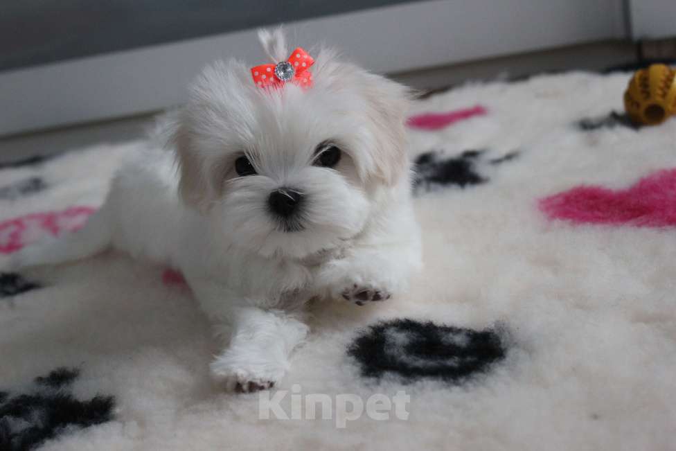 Собаки в Омске: Мальтезе щенок Левгорд Дафна Девочка, 140 000 руб. - фото 3