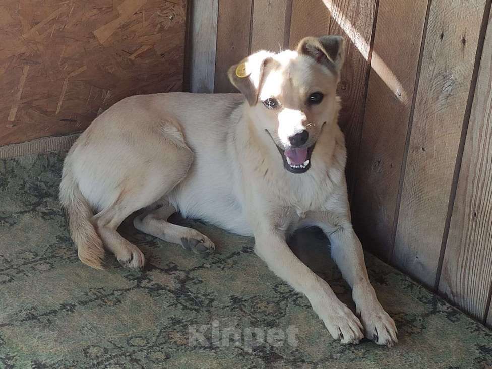 Собаки в Люберцах: Ищет дом маленький песик Юнкер Мальчик, Бесплатно - фото 1