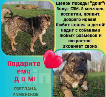 Собаки в Москве: Идеальный мальчик Сэм в добрые руки Мальчик, 10 руб. - фото 1