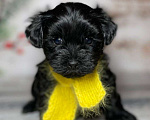 Собаки в Москве: Черный йорк Мальчик, 66 000 руб. - фото 3