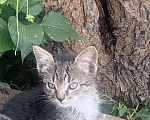 Кошки в Москве: Котята в добрые руки  Девочка, Бесплатно - фото 1