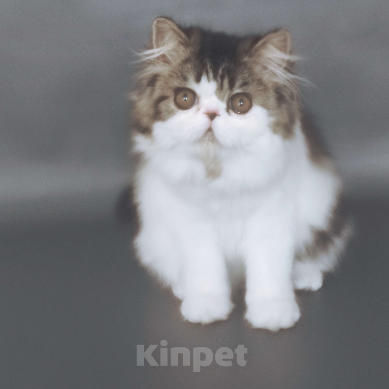 Кошки в Новосибирске: Персидский котик  Мальчик, 30 000 руб. - фото 3