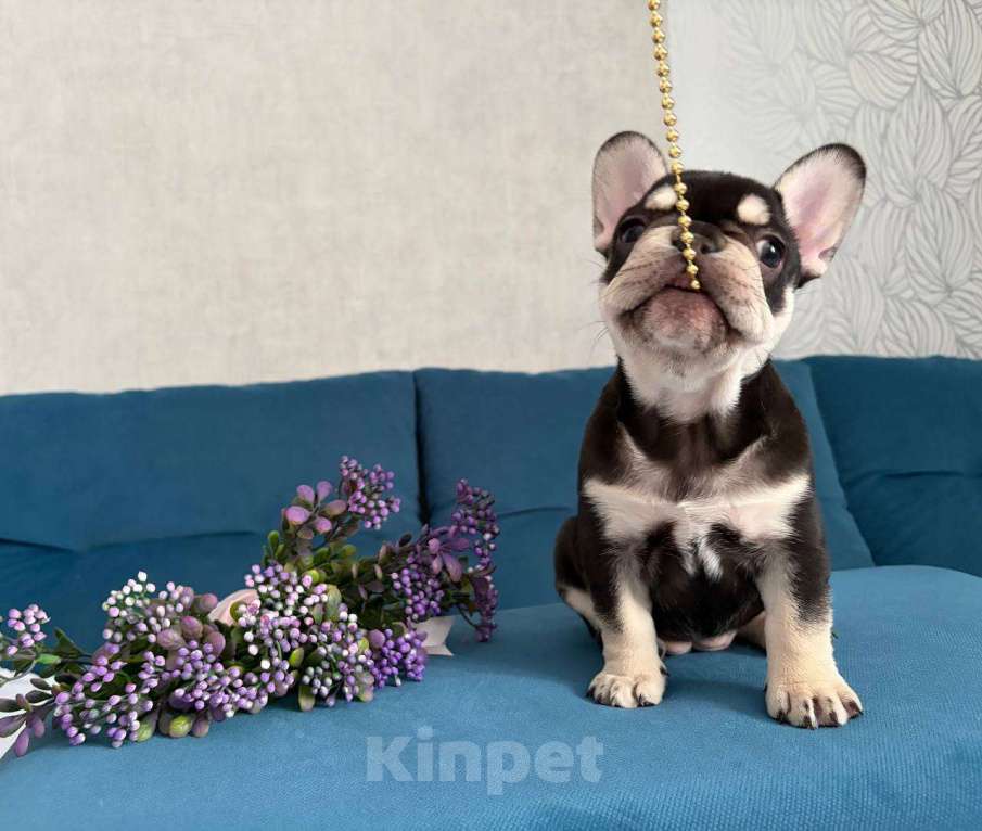 Собаки в Красноярске: Французский бульдог щенок, девочка Девочка, Бесплатно - фото 4