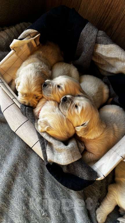 Собаки в Москве: Щенки золотистого ретривера Мальчик, 100 000 руб. - фото 6