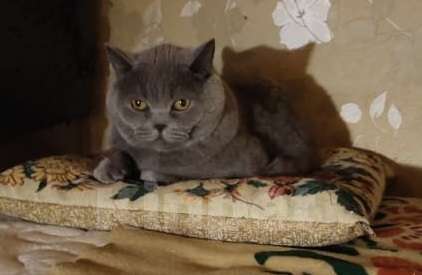 Кошки в Москве: Красивый котик Веня в дар Мальчик, Бесплатно - фото 2