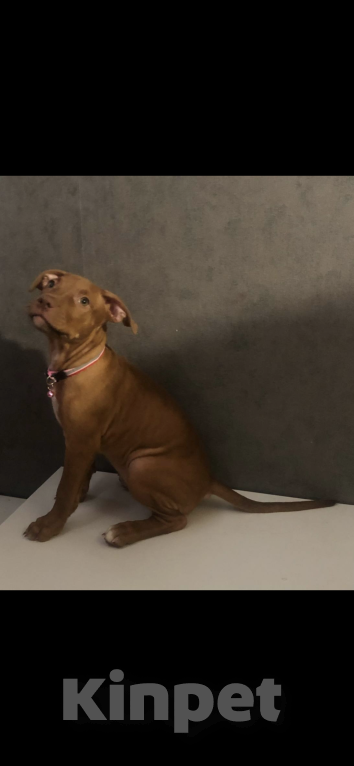 Собаки в Новосибирске: Щенок американского питбультерьера  Девочка, 60 000 руб. - фото 3