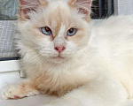 Кошки в Москве: Голубоглазый котик Имбирь ищет дом Мальчик, Бесплатно - фото 3