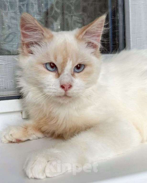 Кошки в Москве: Голубоглазый котик Имбирь ищет дом Мальчик, Бесплатно - фото 3